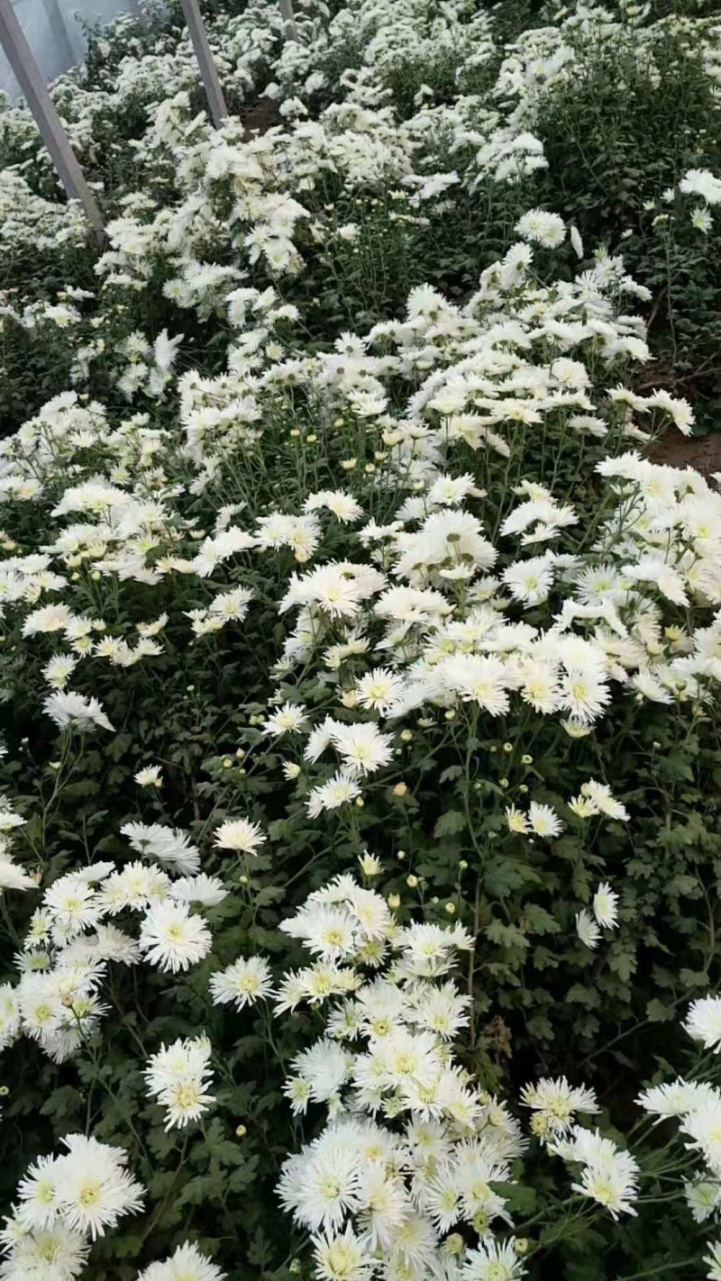 香菊花