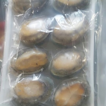 即时鲍鱼