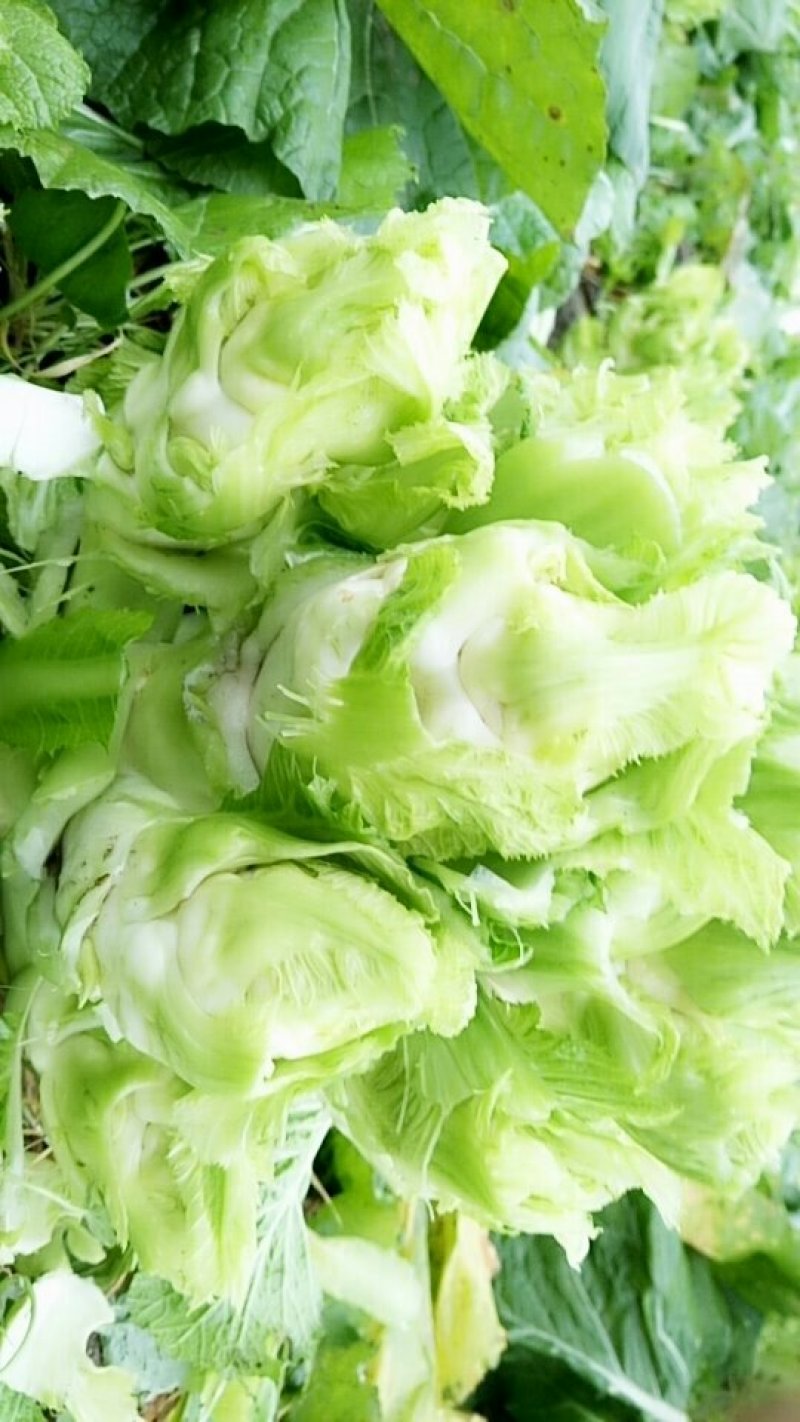 基地上的儿菜需要吗