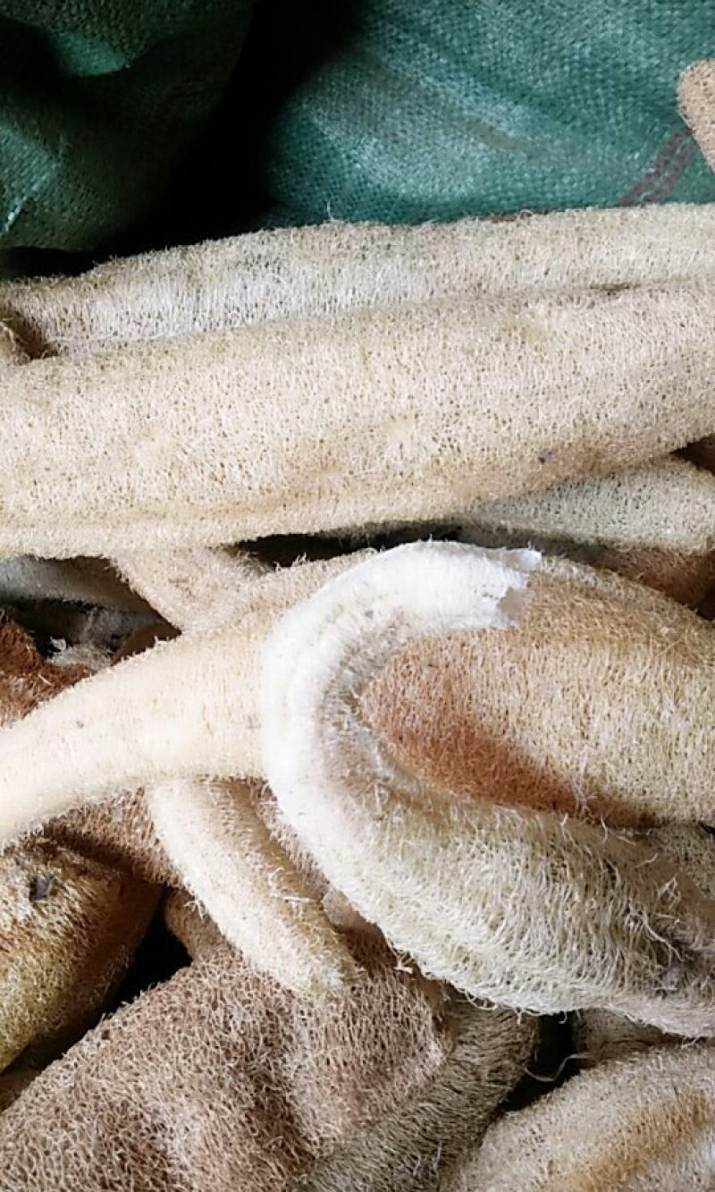 丝瓜络各规格批发零售量大优惠