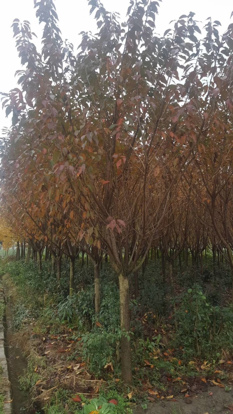 【推荐】樱花树高杆樱花早樱晚樱大量出售2--20公分