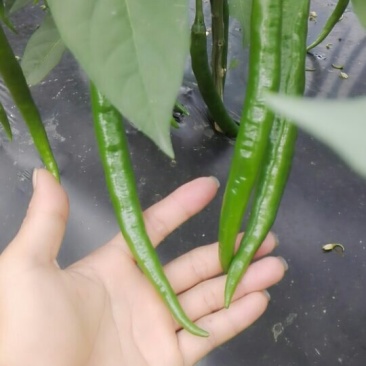海南线椒