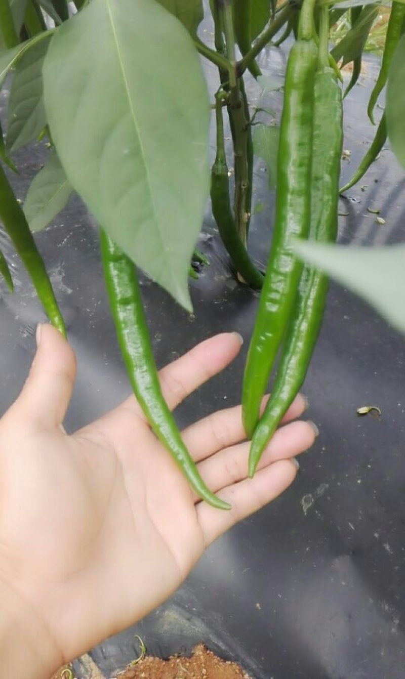 海南线椒