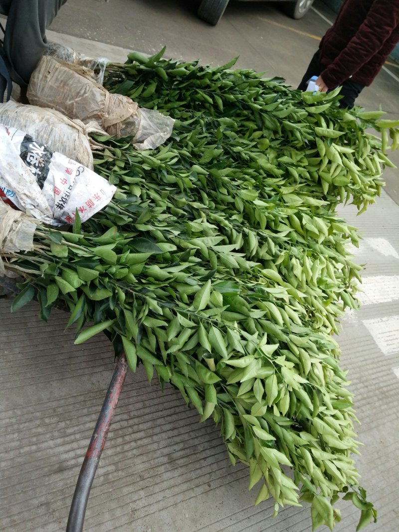 柑橘苗+沃柑苗品质保证可签合同技术指导包邮保湿发货