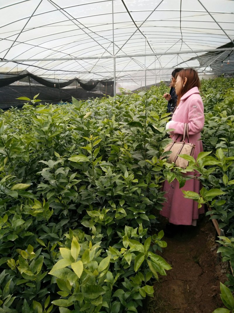 柑橘苗+沃柑苗品质保证可签合同技术指导包邮保湿发货