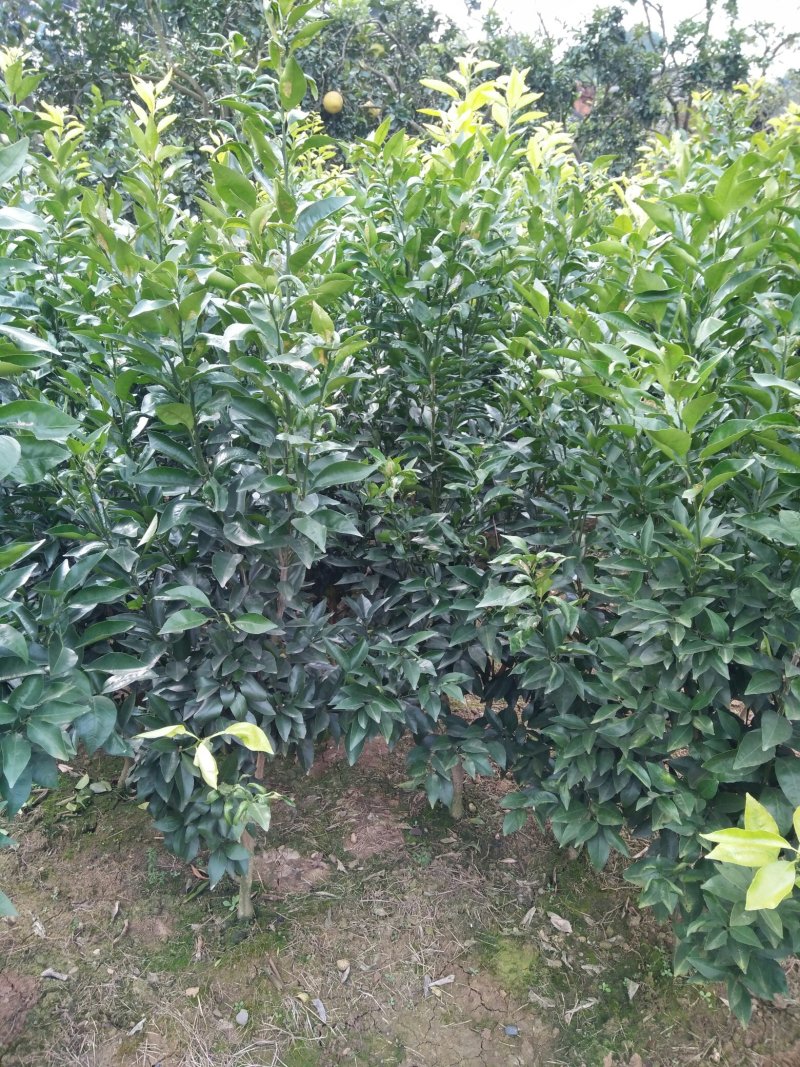 柑橘苗+沃柑苗品质保证可签合同技术指导包邮保湿发货
