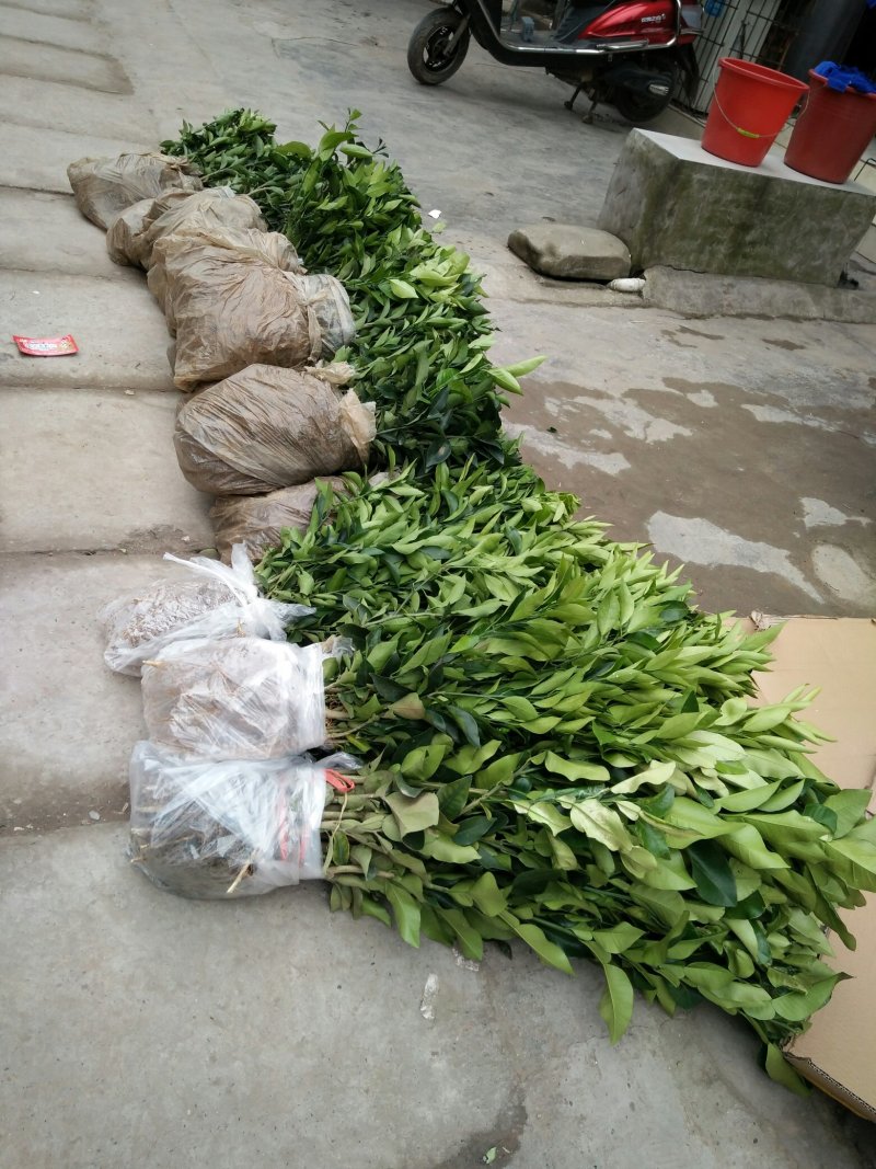 柑橘苗+沃柑苗品质保证可签合同技术指导包邮保湿发货