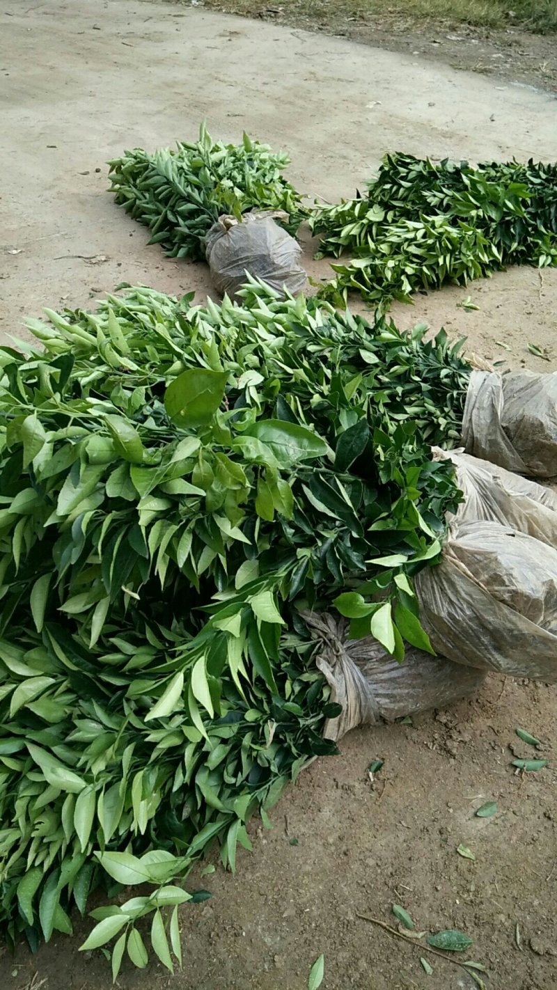 柑橘苗+沃柑苗品质保证可签合同技术指导包邮保湿发货