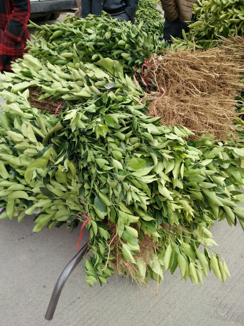 默科特苗柑桔苗品质保证签合同出售保湿发货基地批发柑桔苗