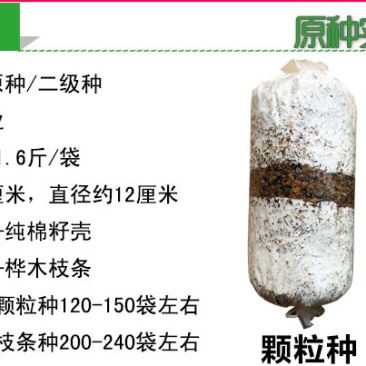 榆黄菇菌种原种二级种