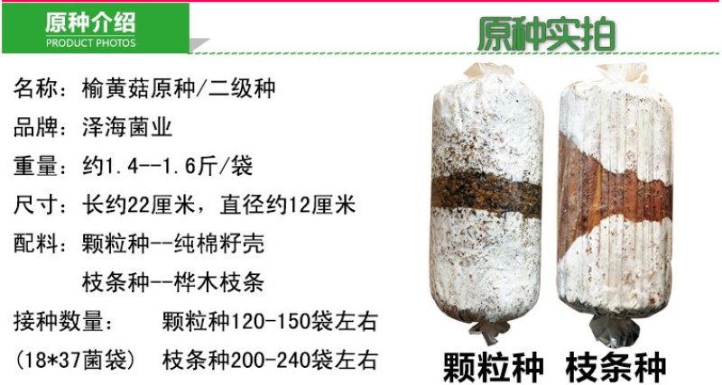 榆黄菇菌种原种二级种