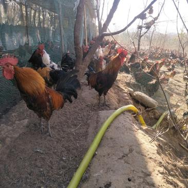 山林散养生态柴公鸡，150多天，四斤左右一只，