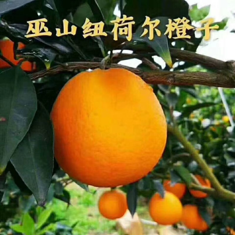 巫山纽荷尔