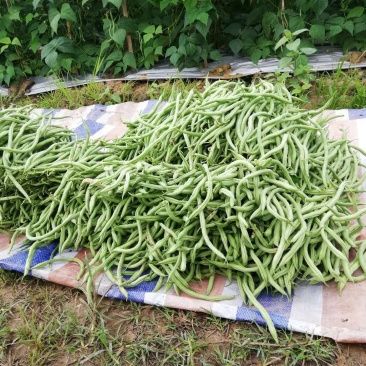 豆子上市了