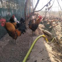 山林生态散养柴鸡，150多天，四斤多一只