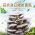 平菇原种二级种