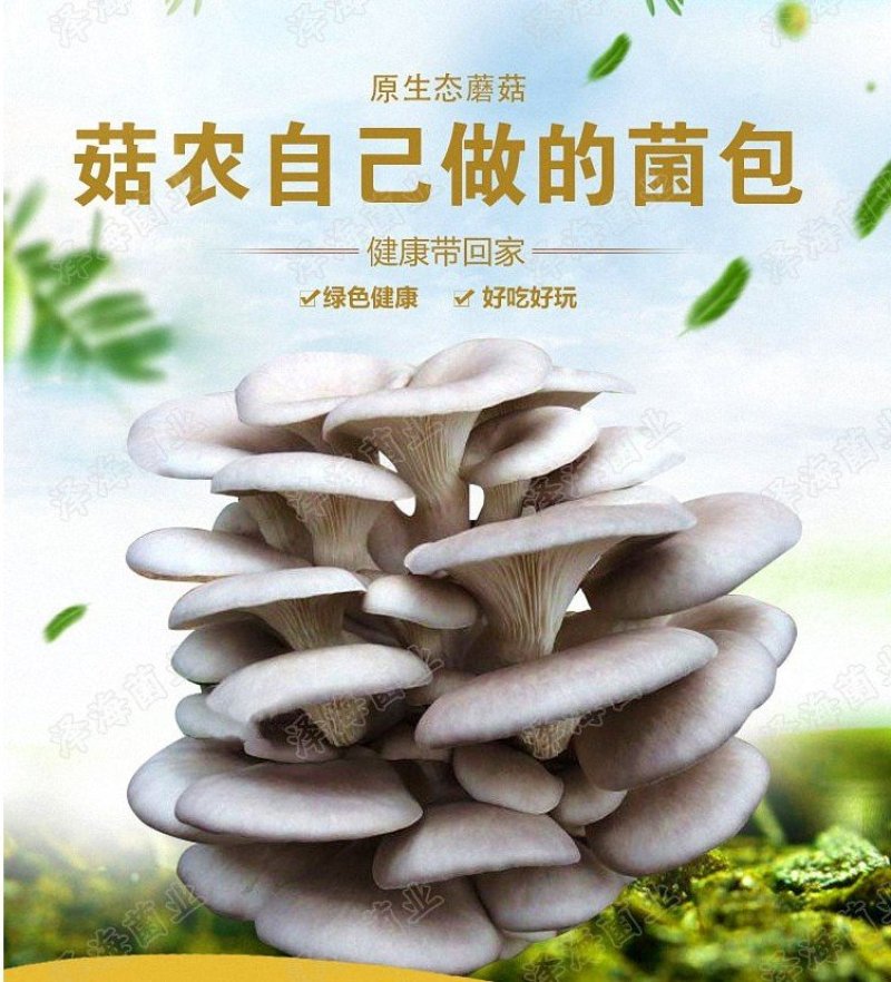 平菇原种二级种
