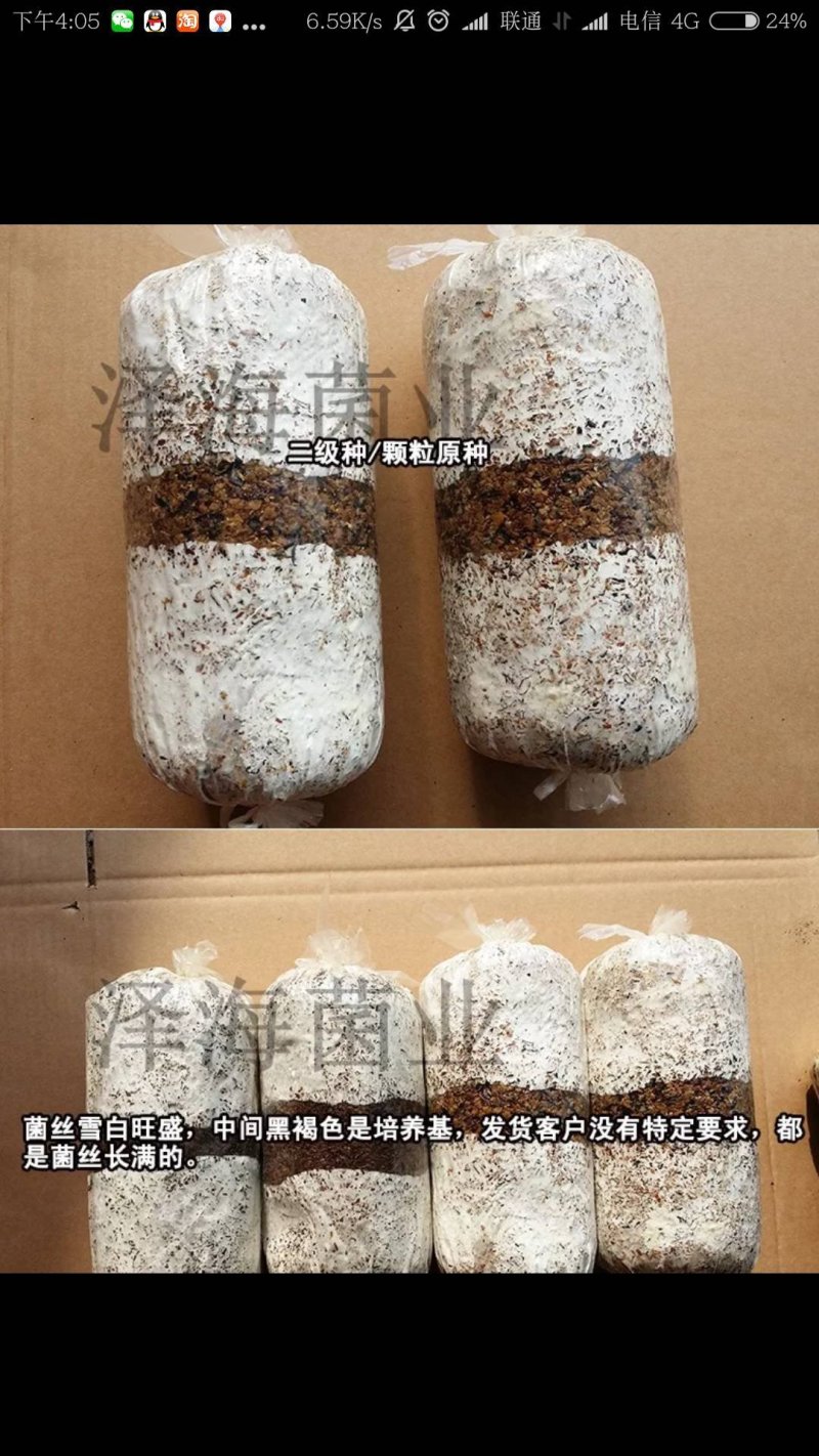 平菇原种二级种