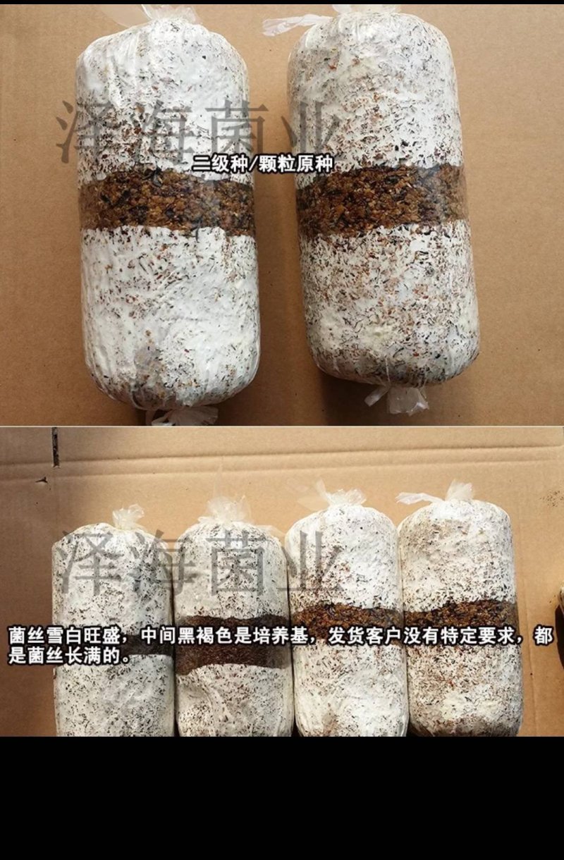 平菇原种二级种