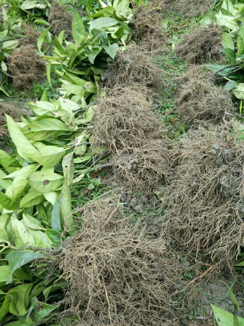黑老虎苗一手货源基地直发