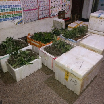 黑老虎苗一手货源基地直发