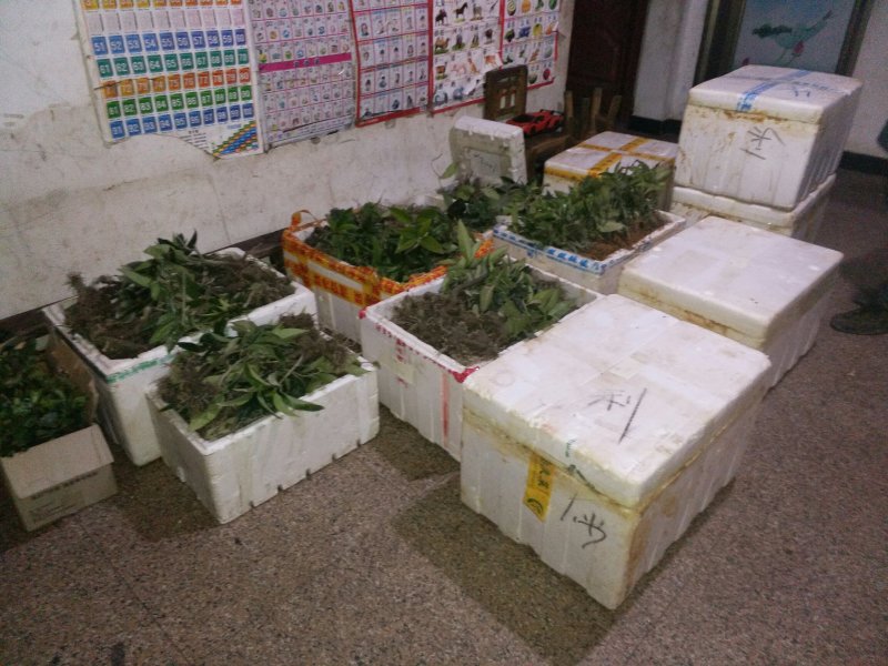 黑老虎苗一手货源基地直发
