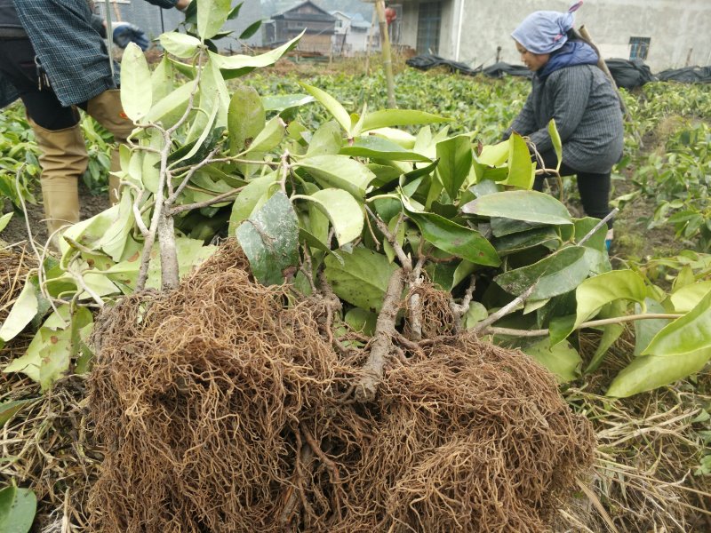 黑老虎苗一手货源基地直发