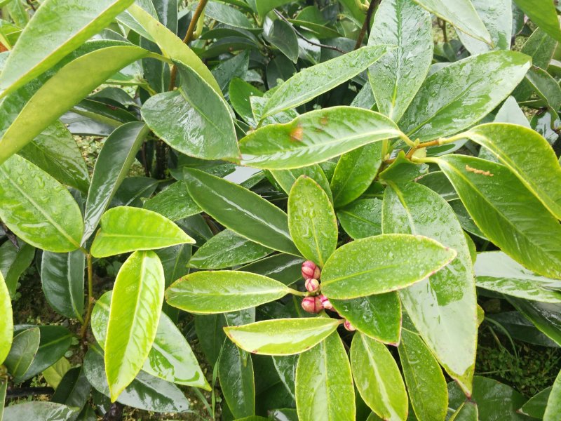 黑老虎苗一手货源基地直发