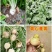 大量蔓菁出售
