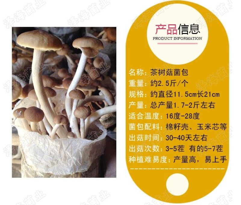平菇原种二级种