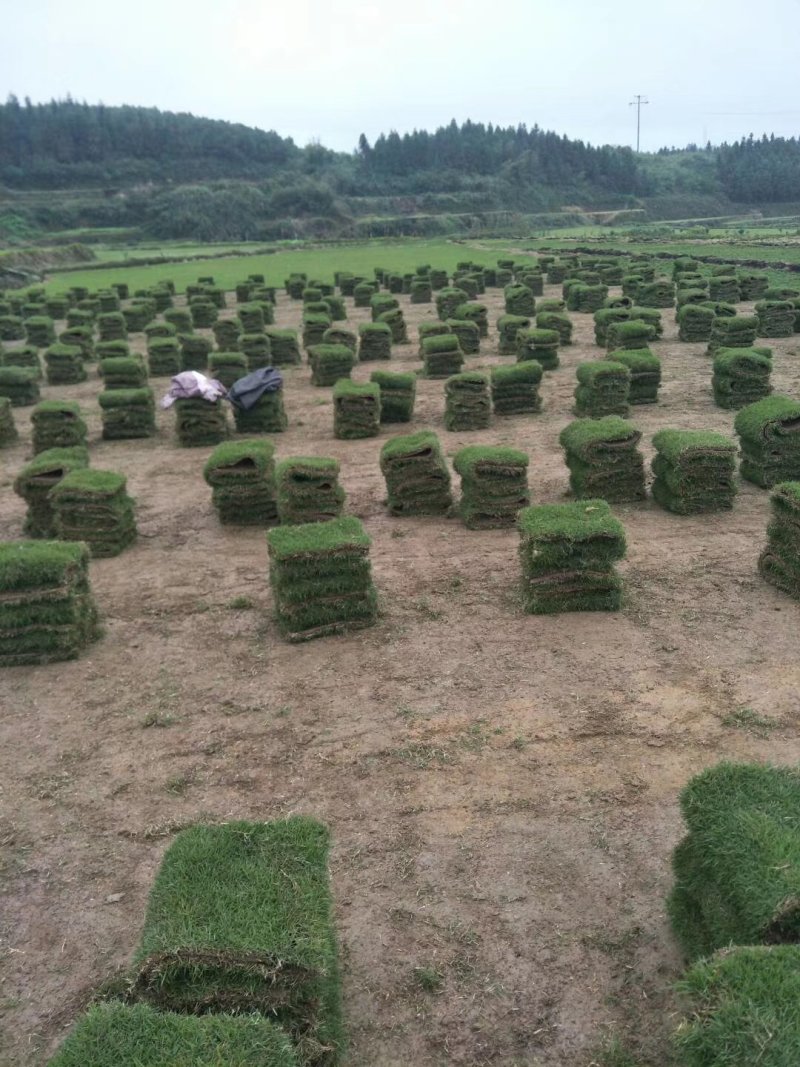 草皮草块精品马尼拉草皮草块