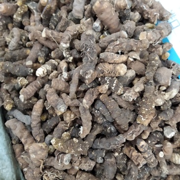 七叶一枝花，重楼，中药材重楼