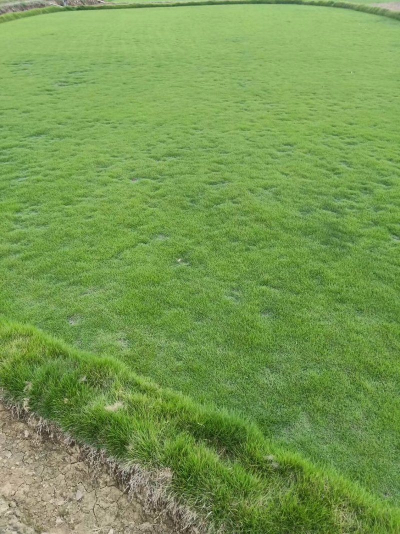 福建马尼拉草坪，广东草皮，湖南草皮