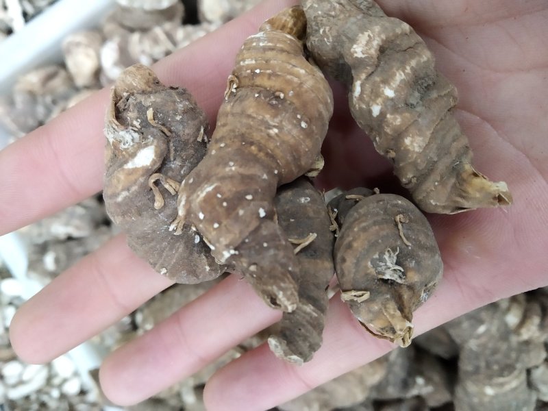 重楼，中药材重楼，七叶一枝花