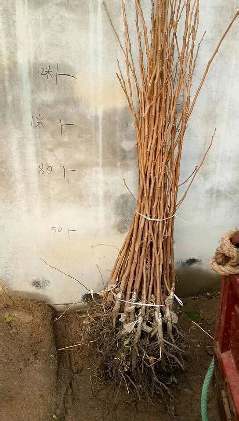 黑柿子苗，保证品种，现起现发，保证成活率，提供种植技术
