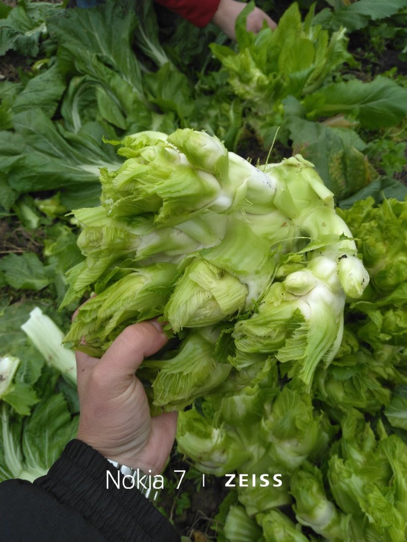 精品儿菜走车价