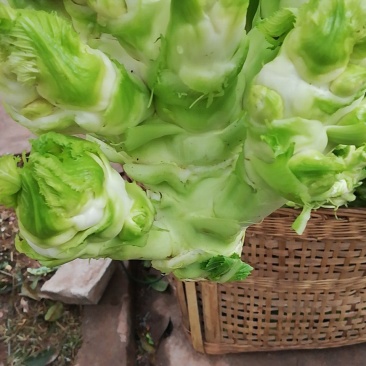 芥菜