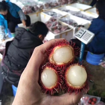 红毛丹一件代发电商微商