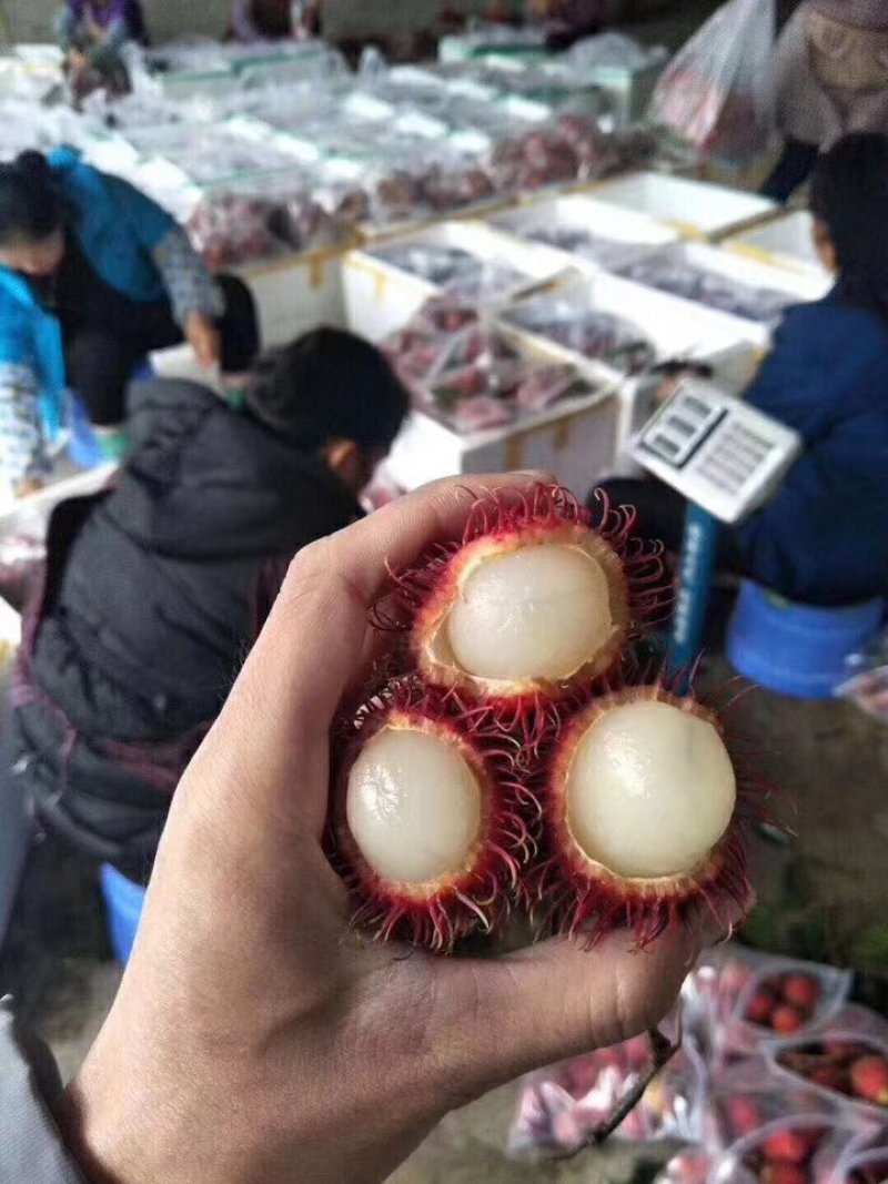 红毛丹一件代发电商微商