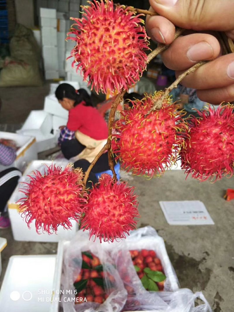 红毛丹一件代发电商微商