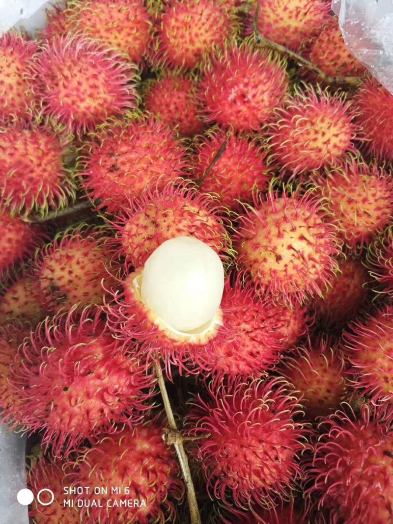 红毛丹一件代发电商微商