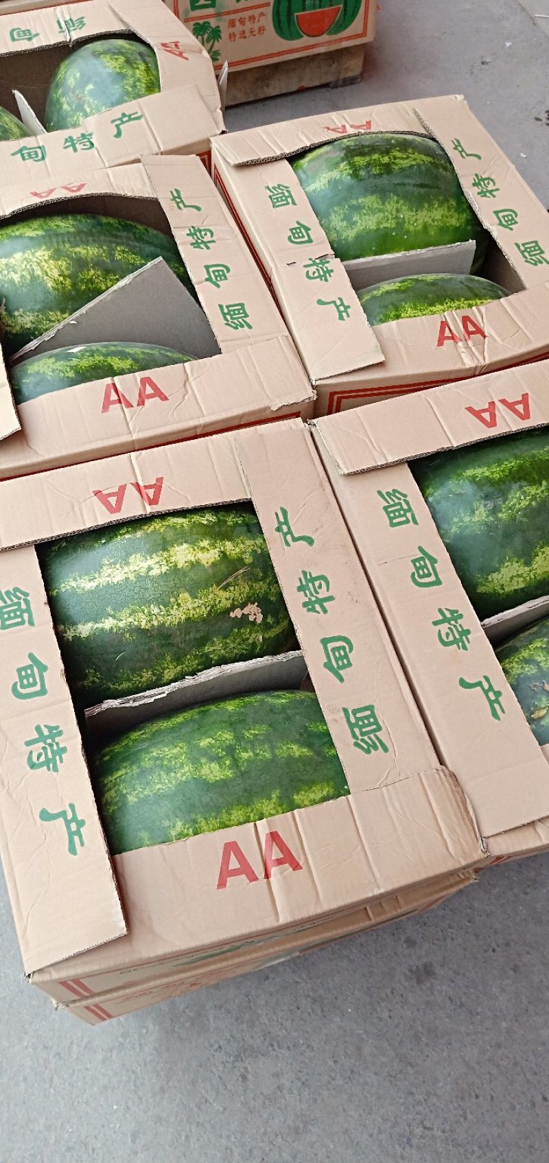 缅甸精品西瓜，郑州市内免费送货