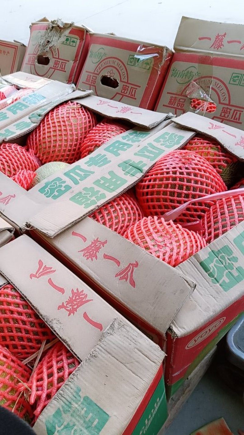缅甸精品西瓜，郑州市内免费送货