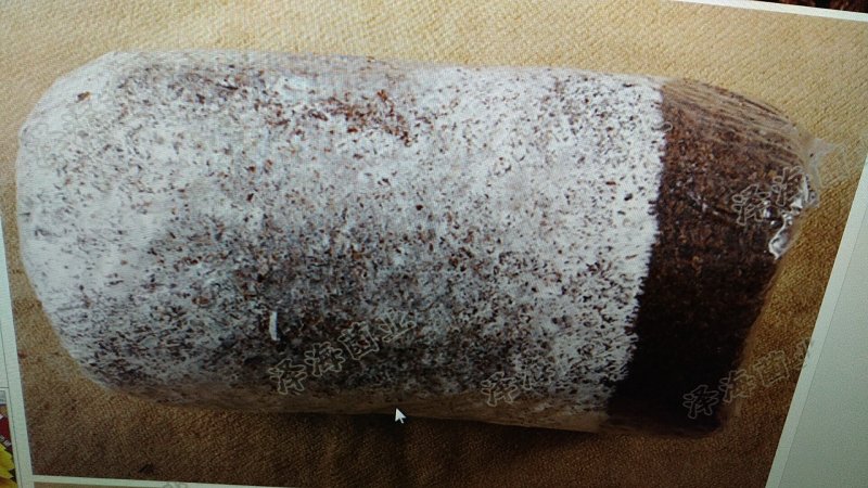 红平菇三级种栽培种