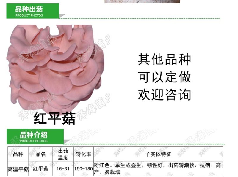红平菇三级种栽培种