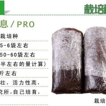 红平菇三级种栽培种