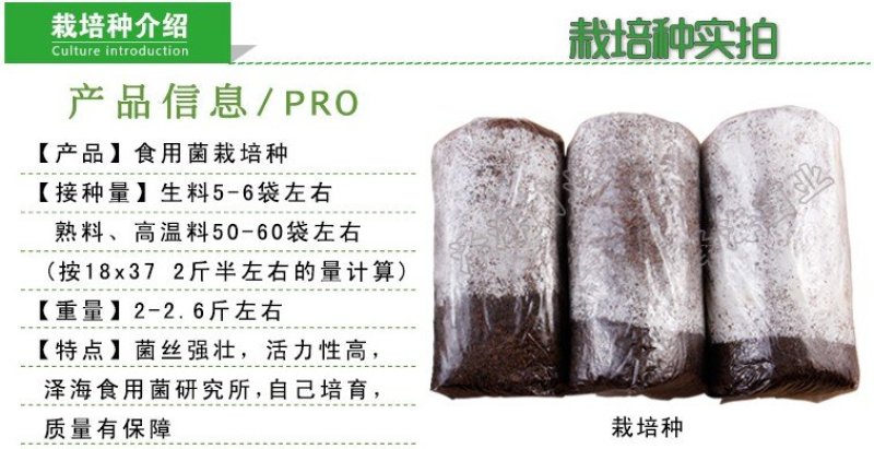 红平菇三级种栽培种