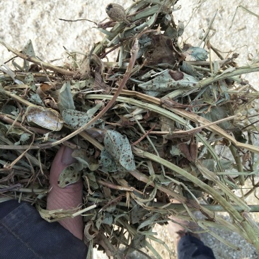 花生秧牛羊草料