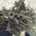 花生秧牛羊草料