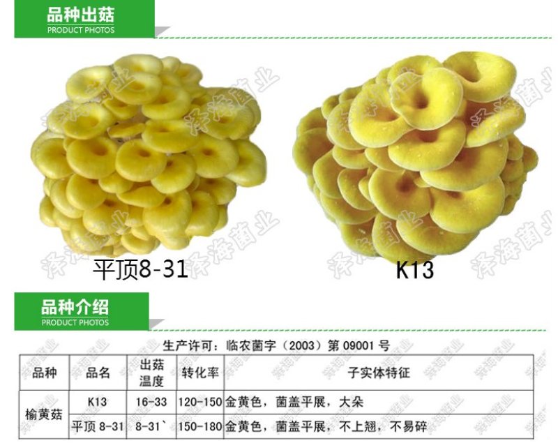 榆黄菇栽培种三级种接菌棒